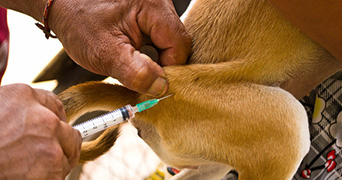APGAW Seeks Support For Mission Rabies